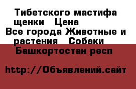  Тибетского мастифа щенки › Цена ­ 10 000 - Все города Животные и растения » Собаки   . Башкортостан респ.